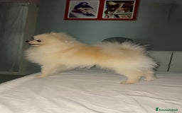Spitz cani per accoppiamento: Cercasi Femmina Roma a Città metropolitana di Roma Capitale - Immagine 8