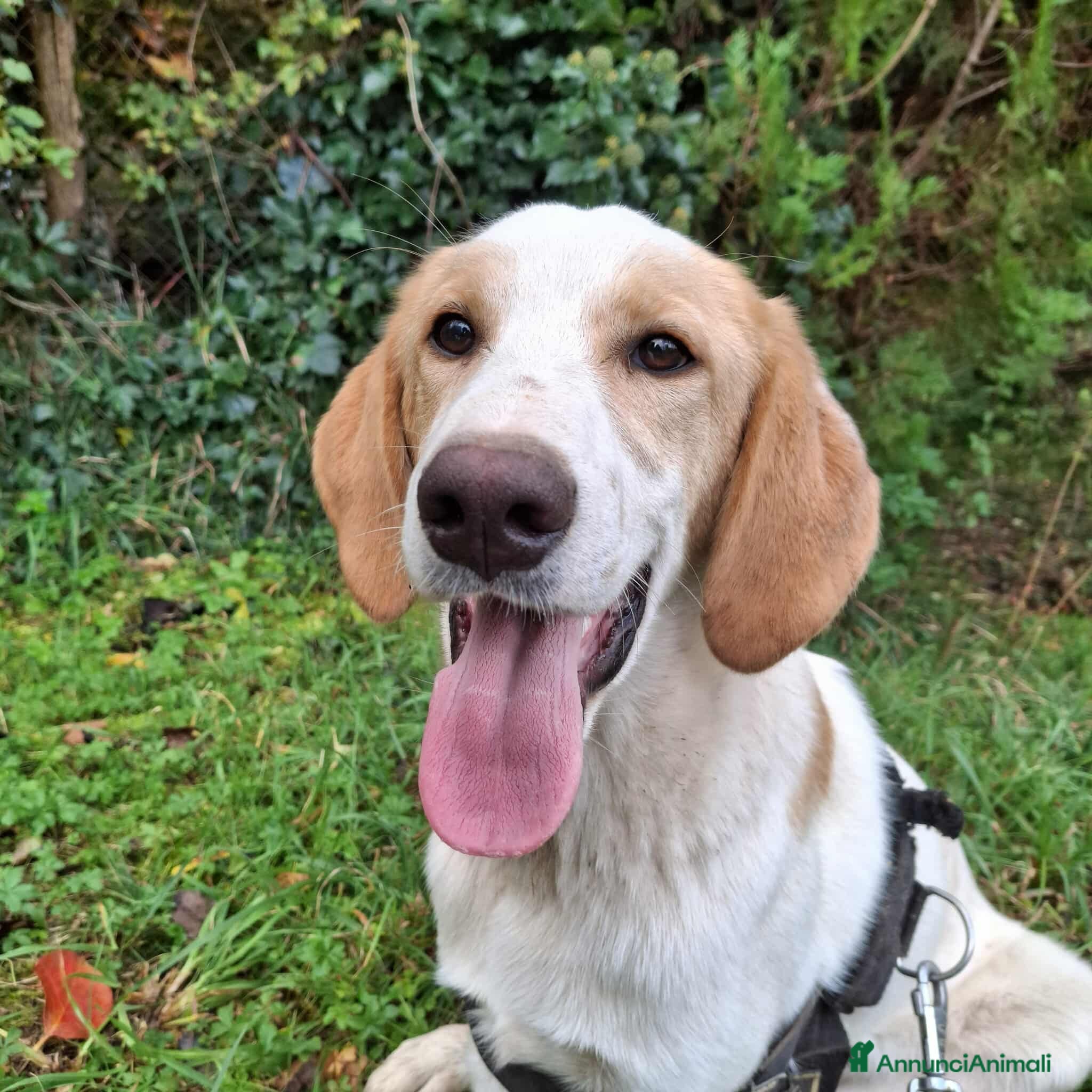 Meticcio cani 4 CUCCIOLI simpaticissimi a macchiette! - Annuncio 22