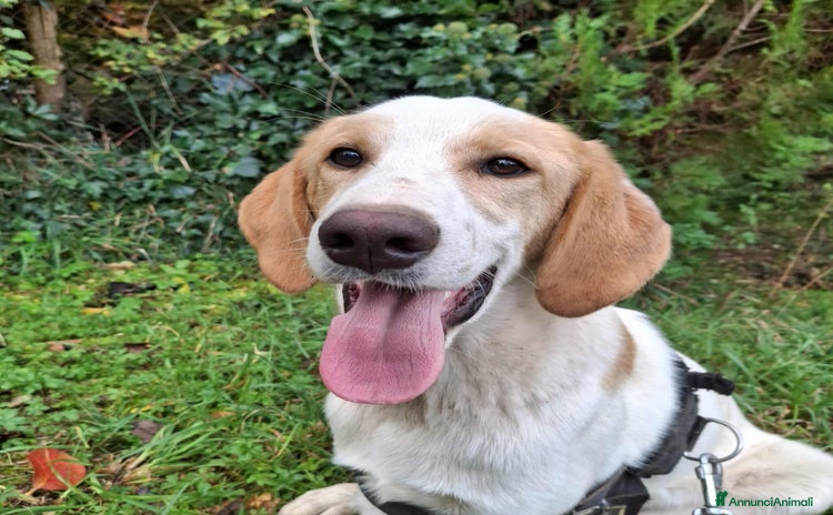 Meticcio cani 4 CUCCIOLI simpaticissimi a macchiette! - Annuncio 10