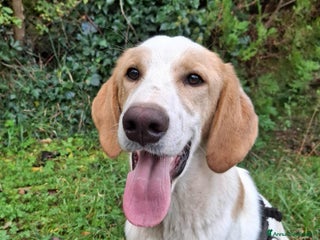 Meticcio cani 4 CUCCIOLI simpaticissimi a macchiette! - Annuncio 23