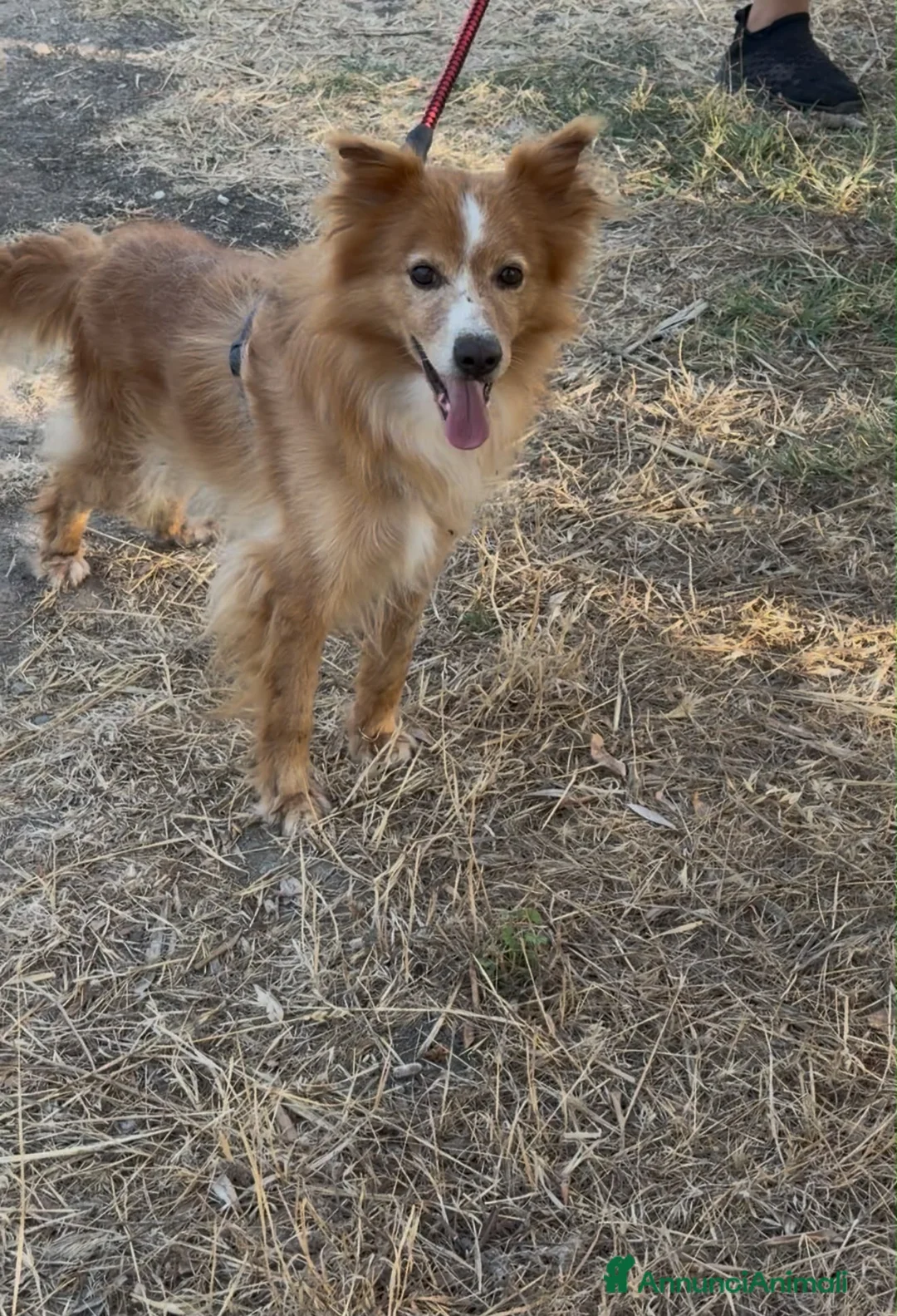 Meticcio cani in regalo: RICKY 💙 QUESTO SORRISO MERITA UNA CASA🙏🏻🥹 a Provincia di Novara - Annuncio 7
