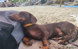 Bassotto cani per accoppiamento: 🐾 CERCO BASSOTTA PER ACCOPPIAMENTO – TOSCANA 🐾 - Immagine 2