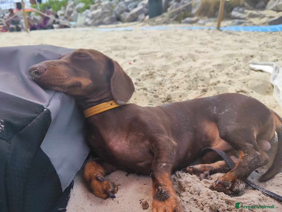 Bassotto cani per accoppiamento: 🐾 CERCO BASSOTTA PER ACCOPPIAMENTO – TOSCANA 🐾 - Immagine 2