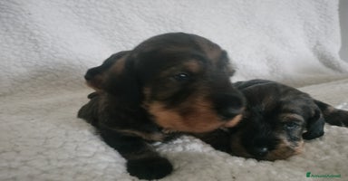 Bassotto cani - Annuncio 6