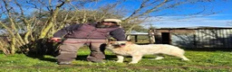 Meticcio cani in regalo: QUINCY HA BISOGNO DI UNA SVOLTA ALLA SUA VITA - Annuncio 3