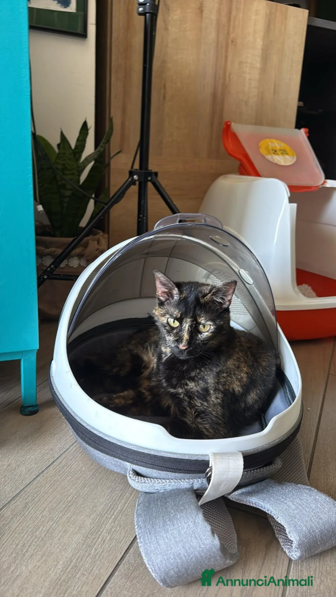 Meticcio gatti in regalo: Gaia, 8 anni, tartarugata; cerca casa - Annuncio 2
