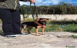 Altre razze cani in regalo: Morbidello in adozione - Immagine 1