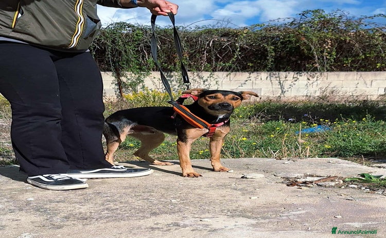 Altre razze cani - Annuncio 9