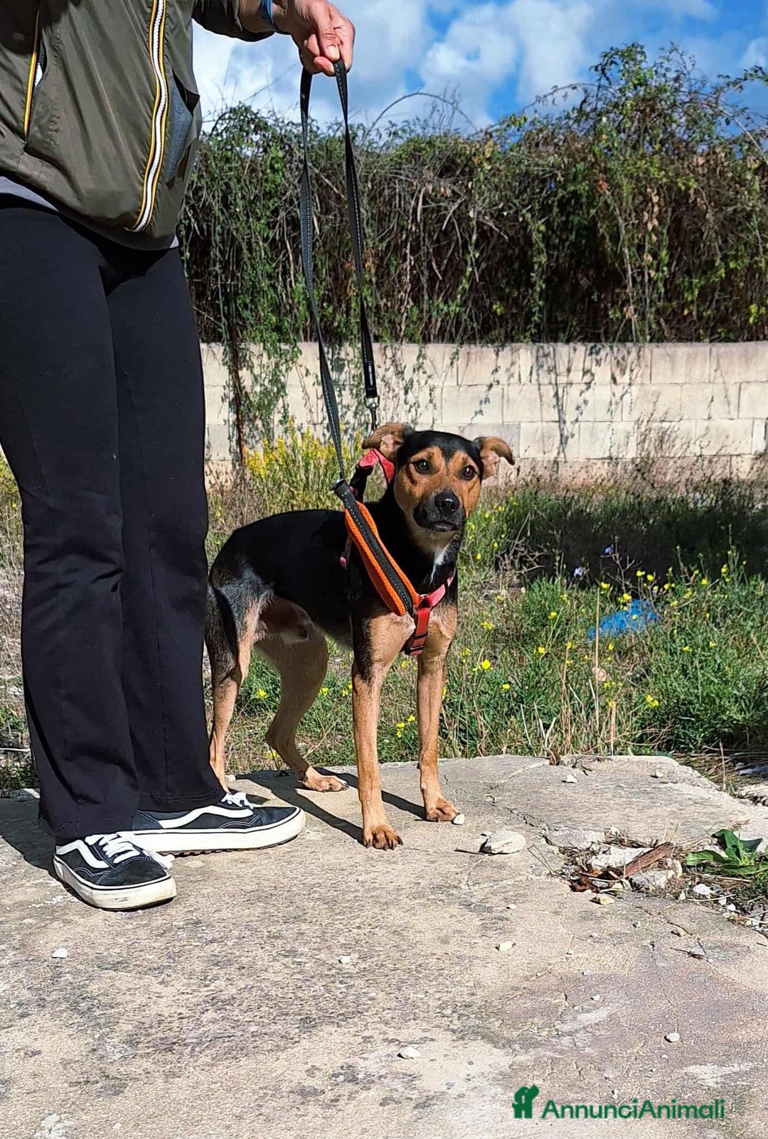 Altre razze cani in regalo: Morbidello in adozione - Annuncio 1