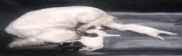 Shih Tzu cani in vendita: Shih Tzu cucciola bianca - Annuncio 8