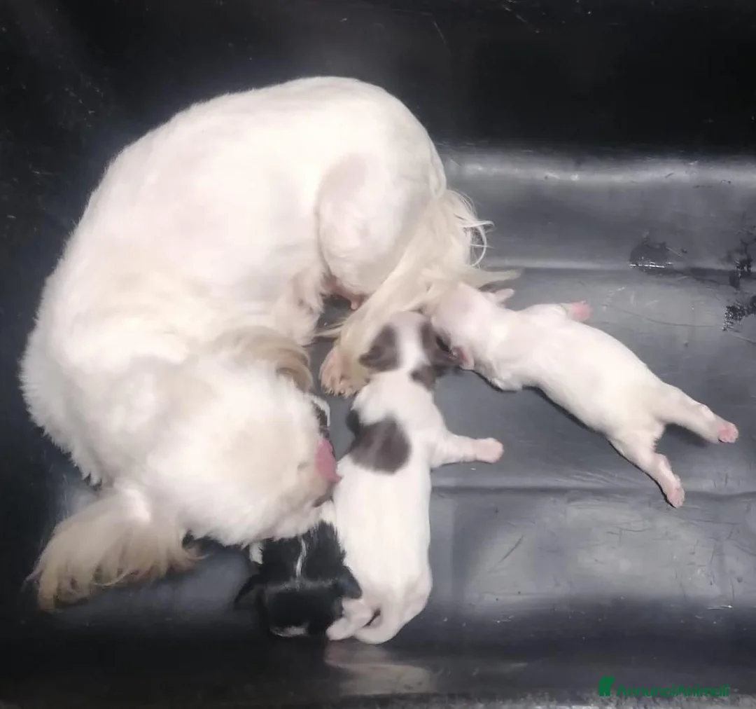 Shih Tzu cani in vendita: Shih Tzu cucciola bianca - Annuncio 8