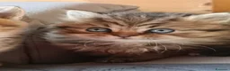 British gatti in vendita: Cuccioli British con pedigree a Provincia di Bergamo - Annuncio 7