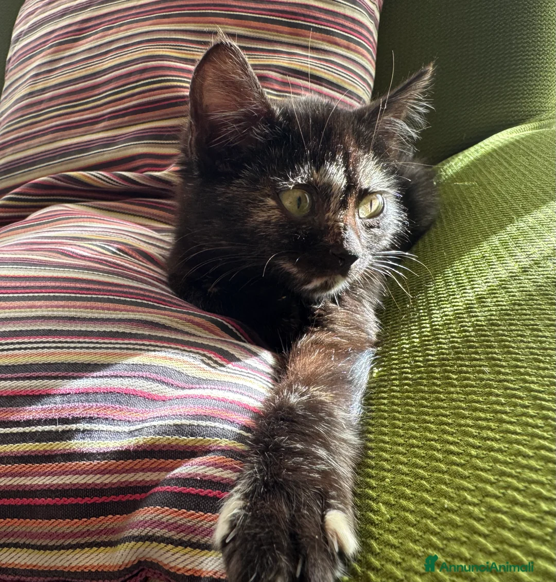 Meticcio gatti in regalo: Gattina squama di tartaruga - Annuncio 5