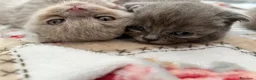 British gatti in vendita: gattini Scottish Fold e British Shorthair - Annuncio 10