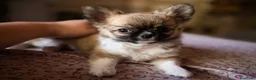 Chihuahua cani in vendita: Splendidi chihuahua fulvi genitori sani e italiani - Annuncio 6