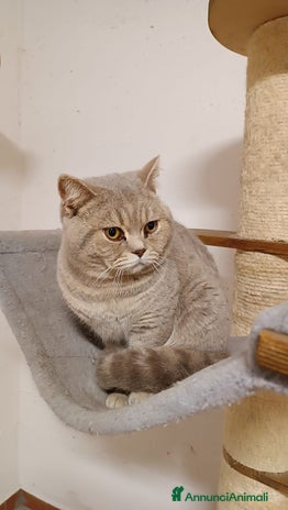 British gatti a Provincia di Lodi - Annuncio 4