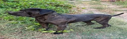 Cane Corso cani in vendita: Cane Corso Maschio 5 Mesi Tigrato Nero - Annuncio 2
