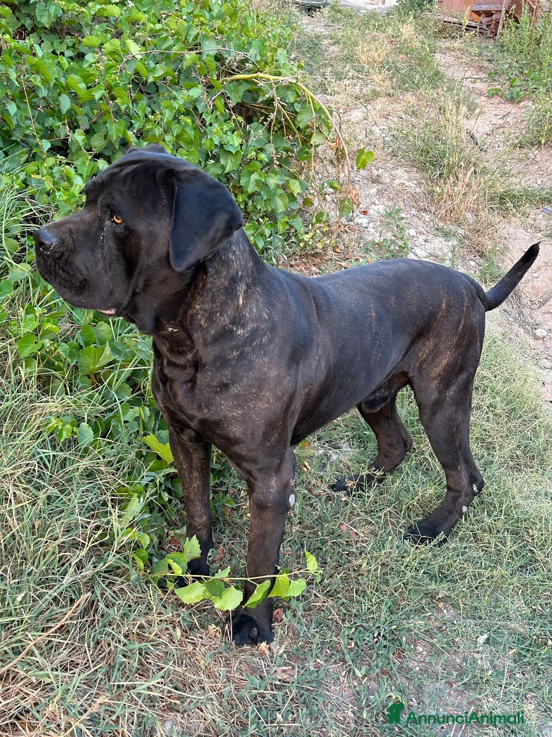 Cane Corso cani in vendita: Cane Corso Maschio 5 Mesi Tigrato Nero - Annuncio 2