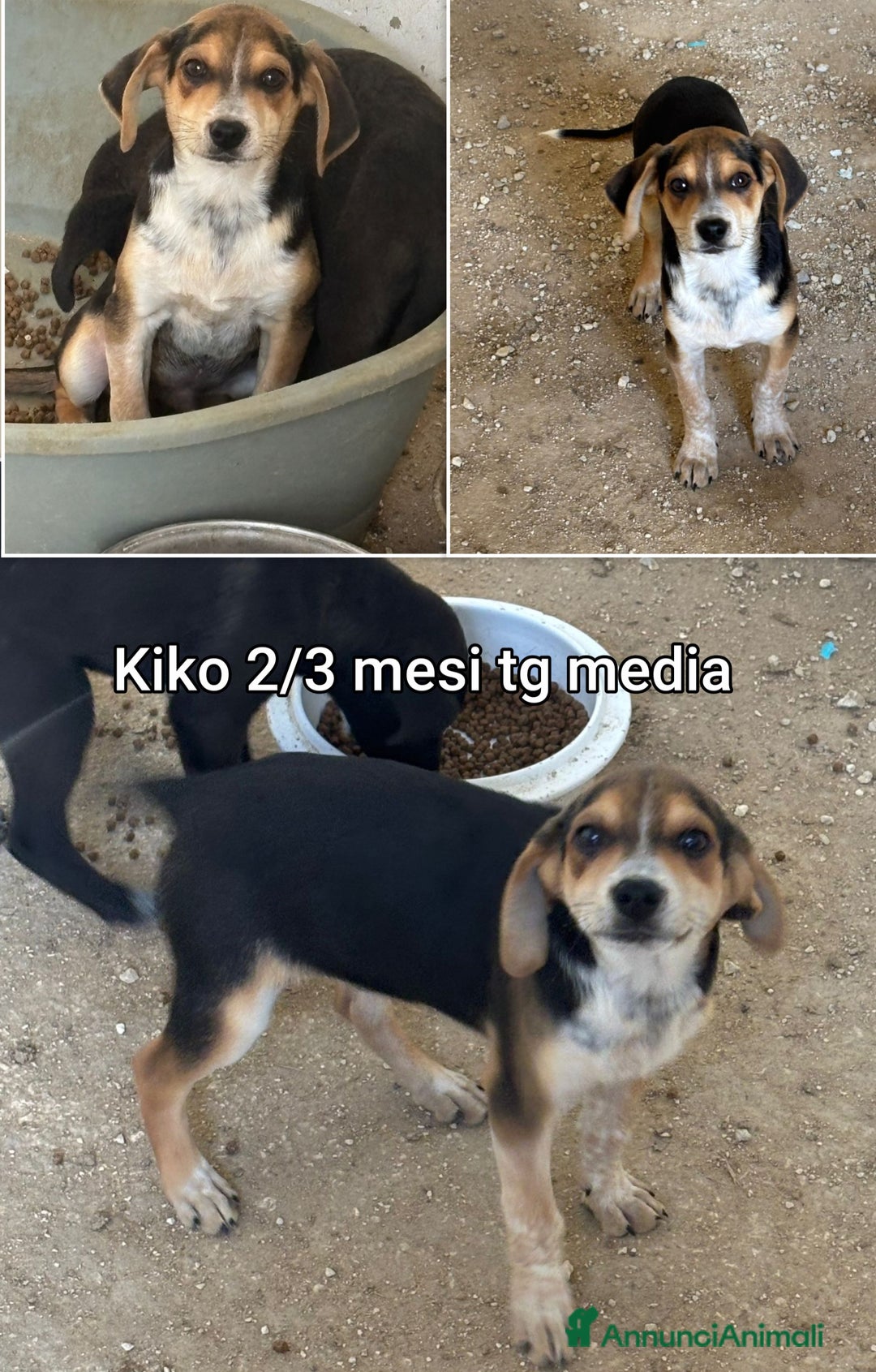 Meticcio cani in regalo: CUCCIOLI BISOGNOSI: URGENTE - Annuncio 3