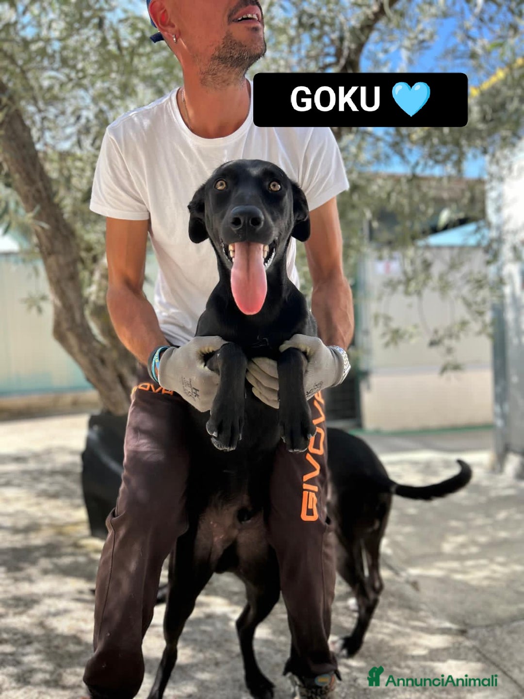Altre razze cani in regalo: GOHAN, GOKU E TRANKS - Annuncio 4