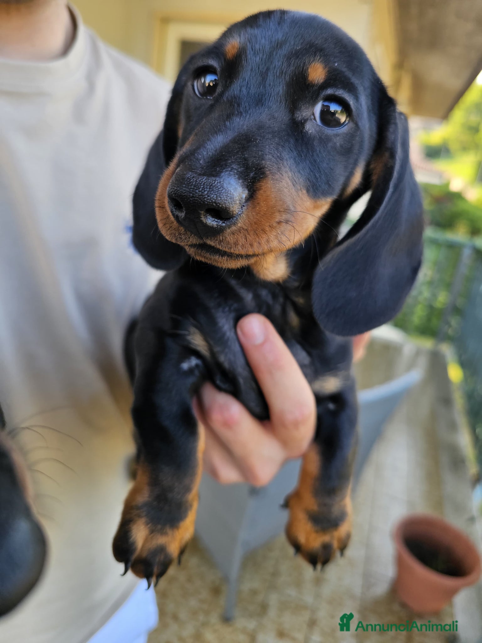 Bassotto cani in vendita: Bassotti nani - Annuncio 16