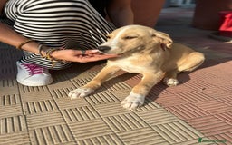 Meticcio cani in regalo: Stefano, Nicola & Giacomo, 3 mesi a Provincia di Bergamo - Immagine 12