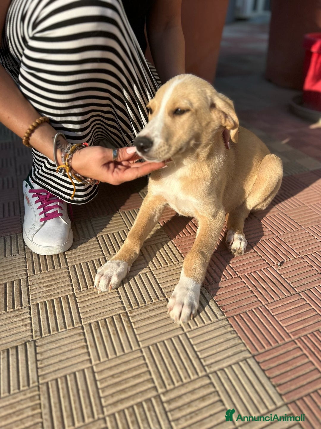 Meticcio cani in regalo: Stefano, Nicola & Giacomo, 3 mesi a Provincia di Bergamo - Immagine 12