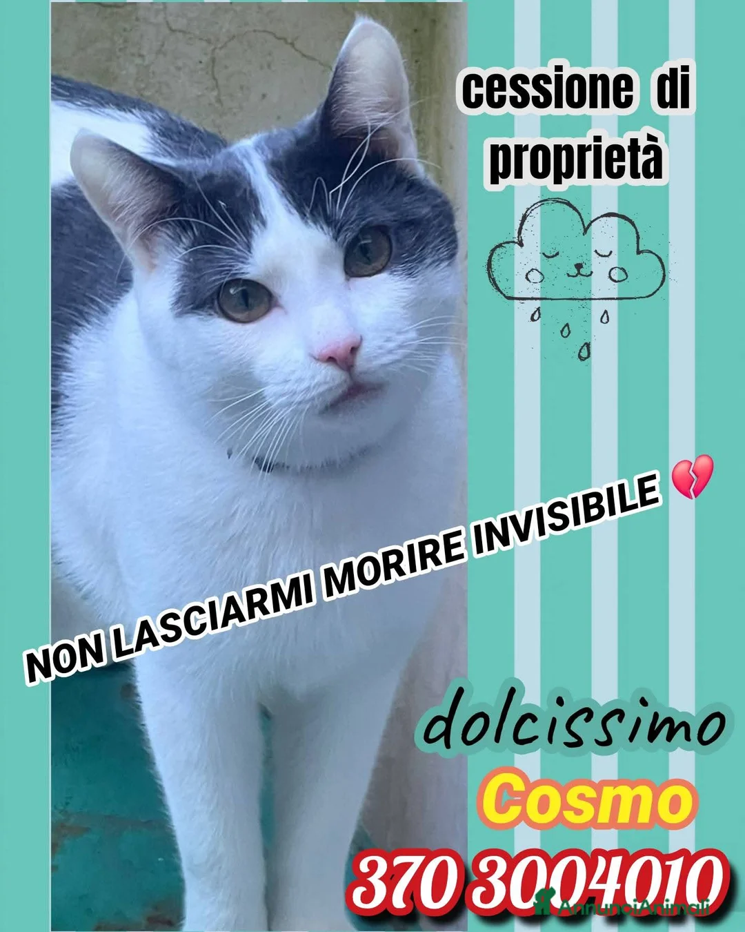 Europeo gatti in regalo: COSMO E IL BIGLIETTO SENZA RITORNO  - Annuncio 2