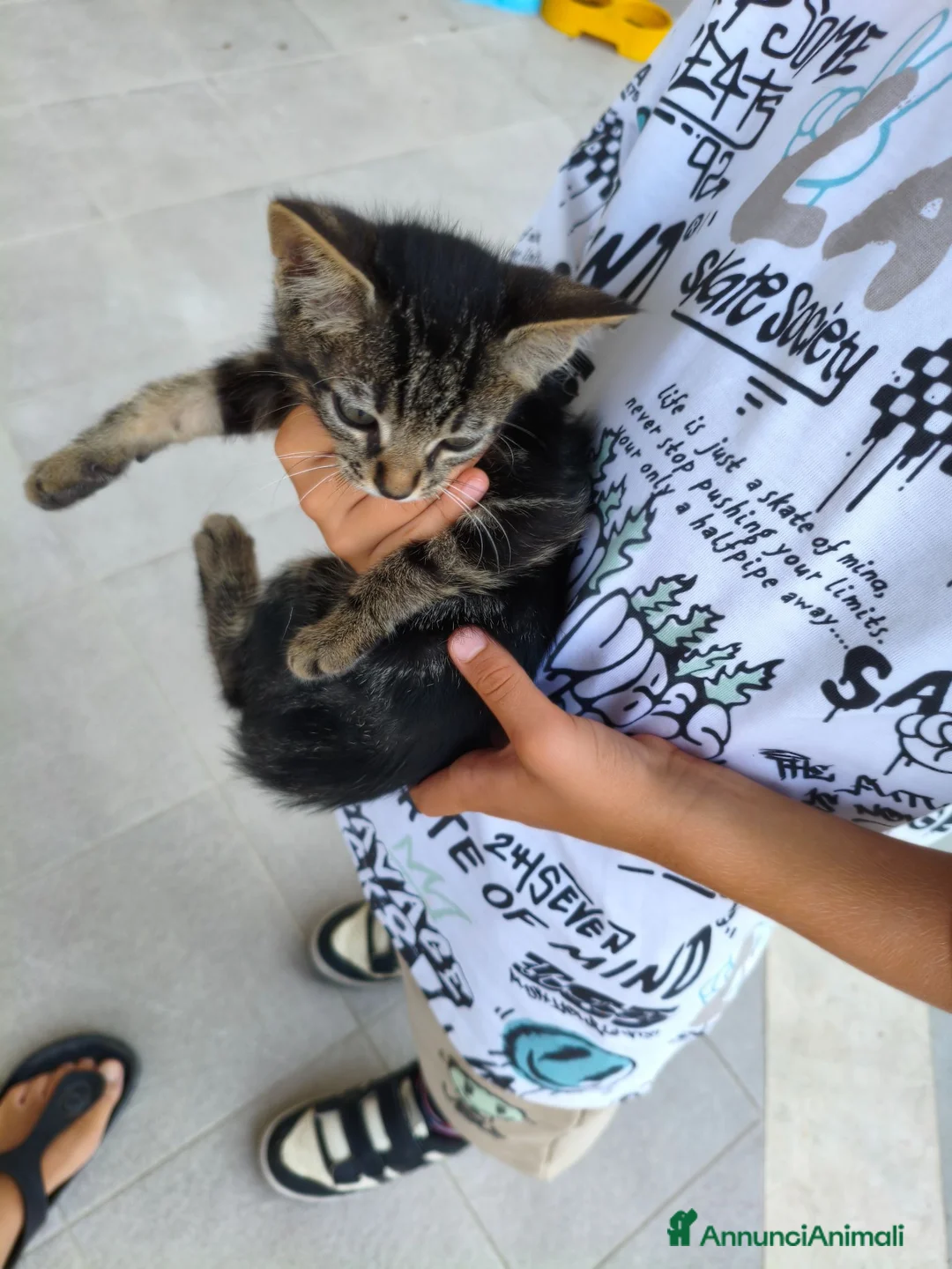 Meticcio gatti in regalo: Ultimo gattino a Provincia di Fermo - Annuncio 2
