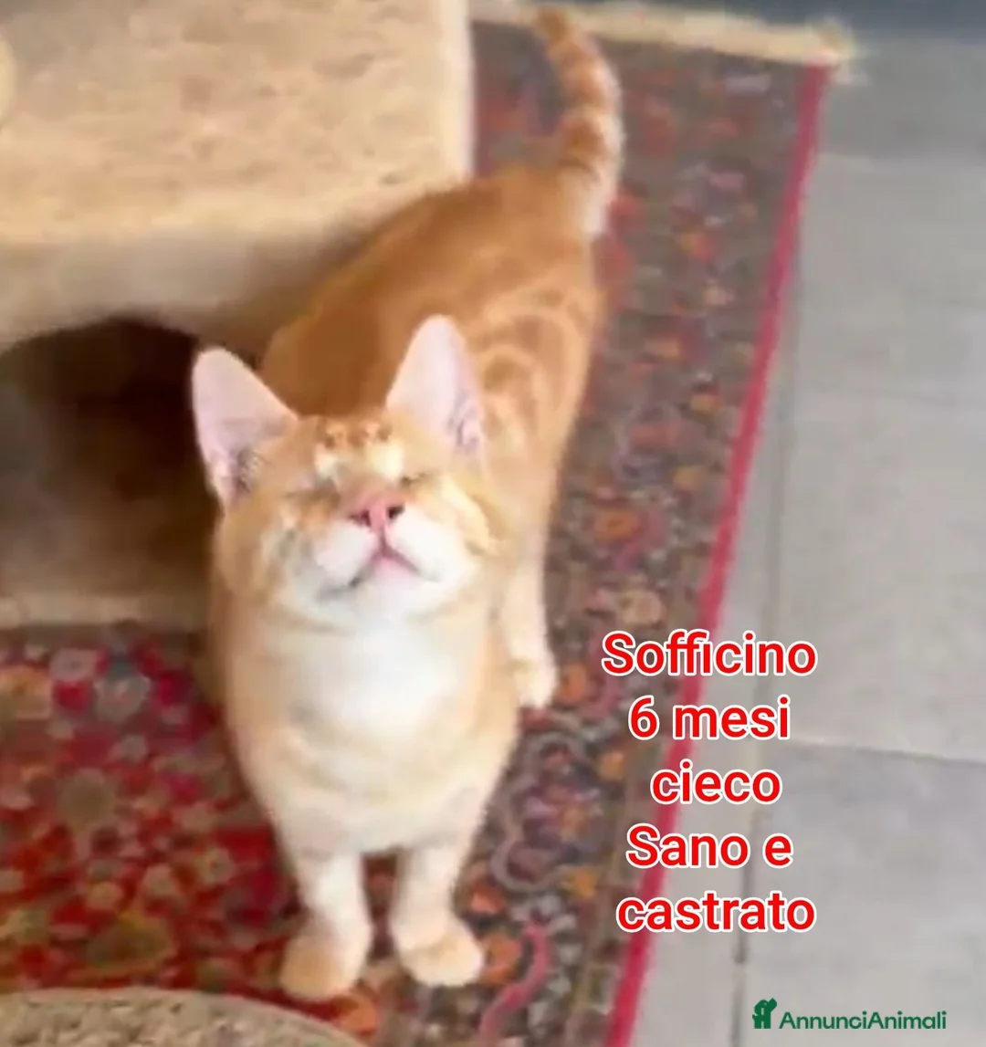 Altre razze gatti in regalo: ADOTTA UN GATTINO a Provincia di Reggio Emilia - Annuncio 10
