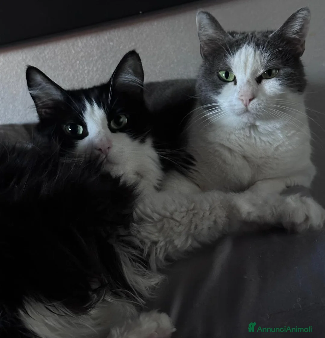 Europeo gatti in regalo: WEINE e UANA, dolci gatti in adozione! - Annuncio 4