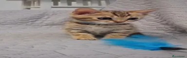 Bengala Gattino 2