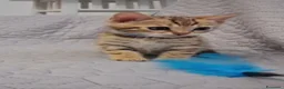 Bengala gatti in vendita: Gatto del Bengala  - Annuncio 3