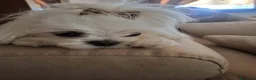 Maltese cani in vendita: Cuccioli di Maltese - Annuncio 10