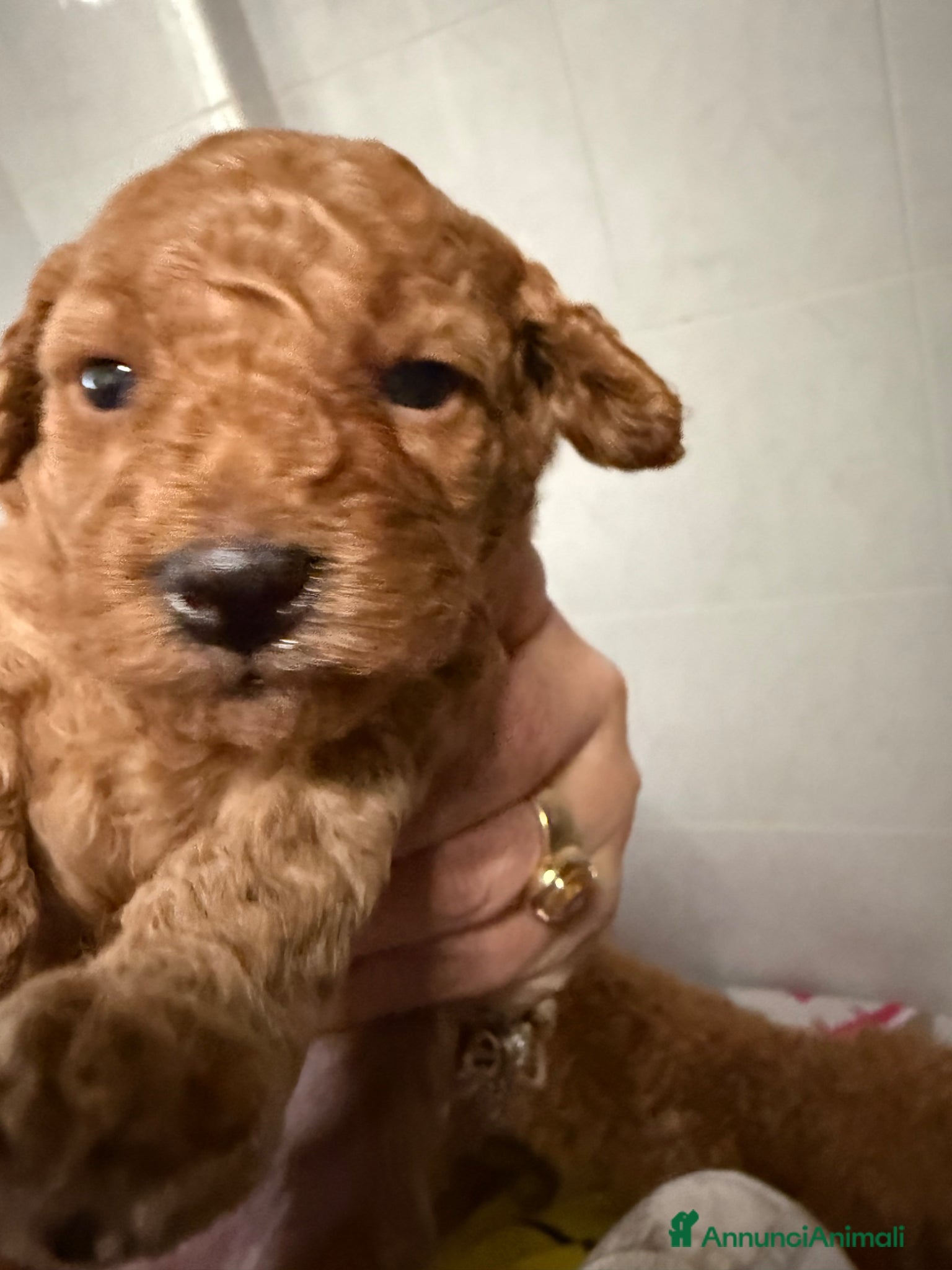 Barboncino Toy cani Cucciolata barboncini  - Annuncio 2