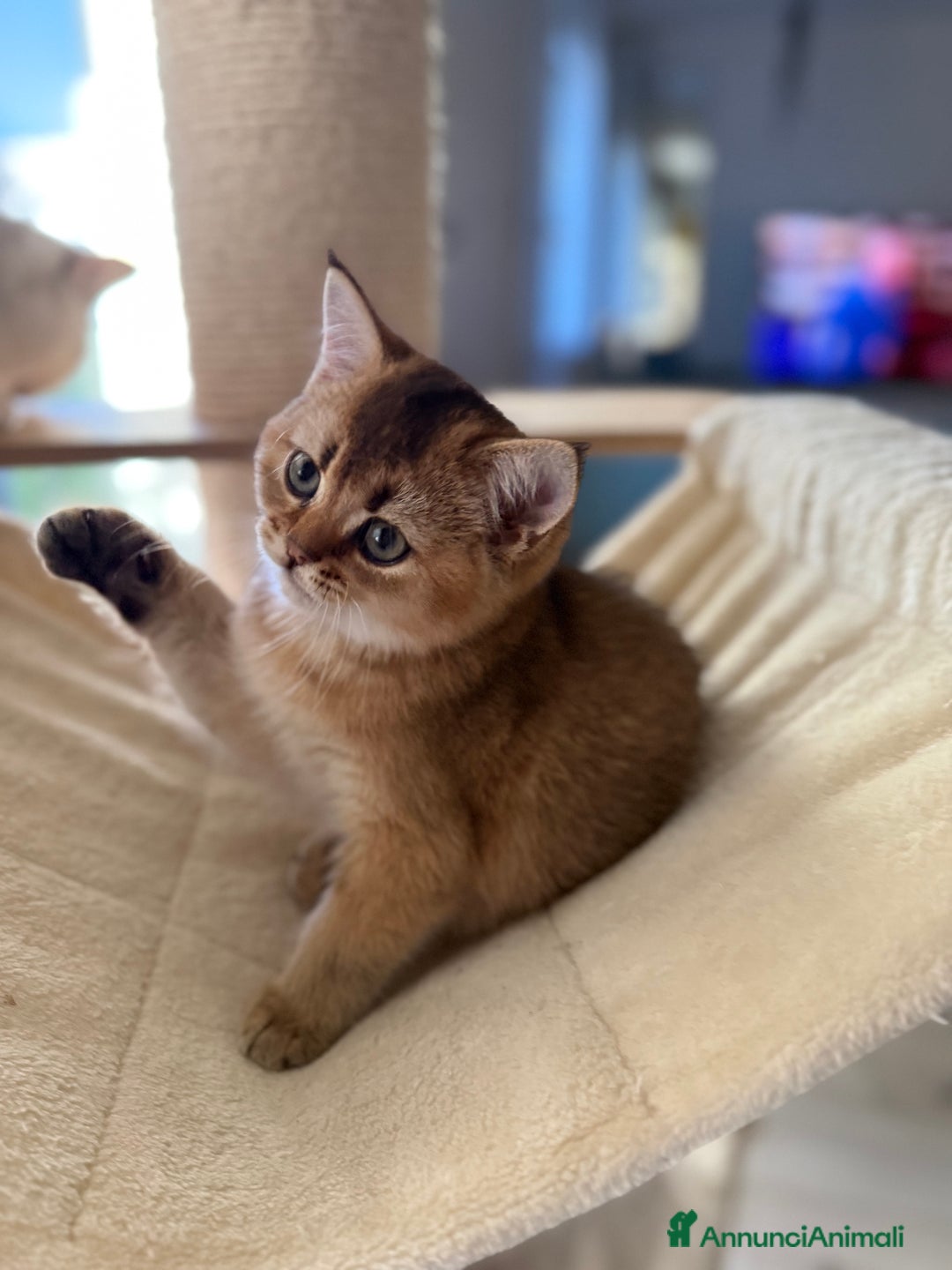 Scottish gatti in vendita: Scottish straight  - Annuncio 6