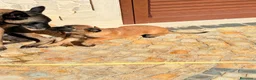 Pastore Belga cani in vendita: Pastore belga  - Annuncio 8