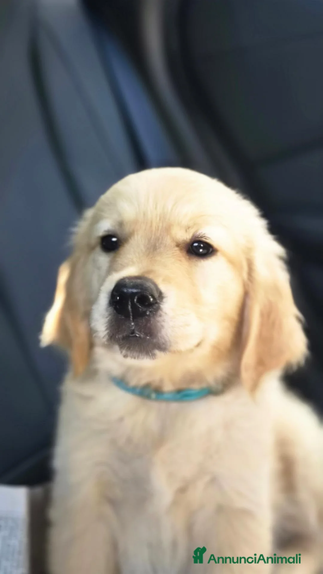 Golden Retriever cani in vendita: Ultima cucciola linea inglese femmina - Annuncio 1