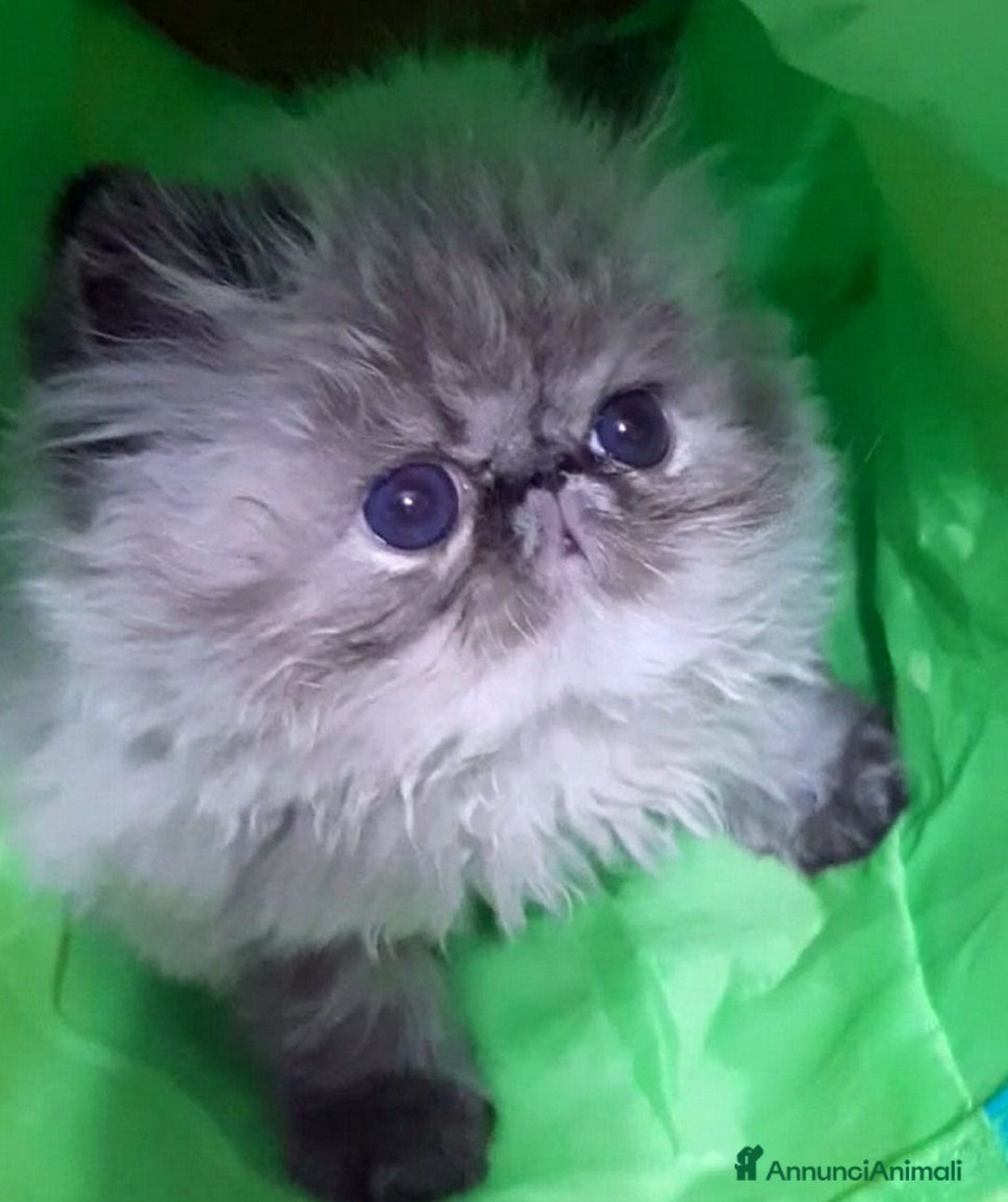 Persiano gatti in vendita: Disponibili cuccioli persiani altissima genealogia - Annuncio 3