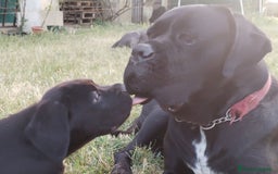 Cane Corso cani in vendita: Cuccioli maschi Cane Corso  a Città Metropolitana di Bologna - Immagine 5