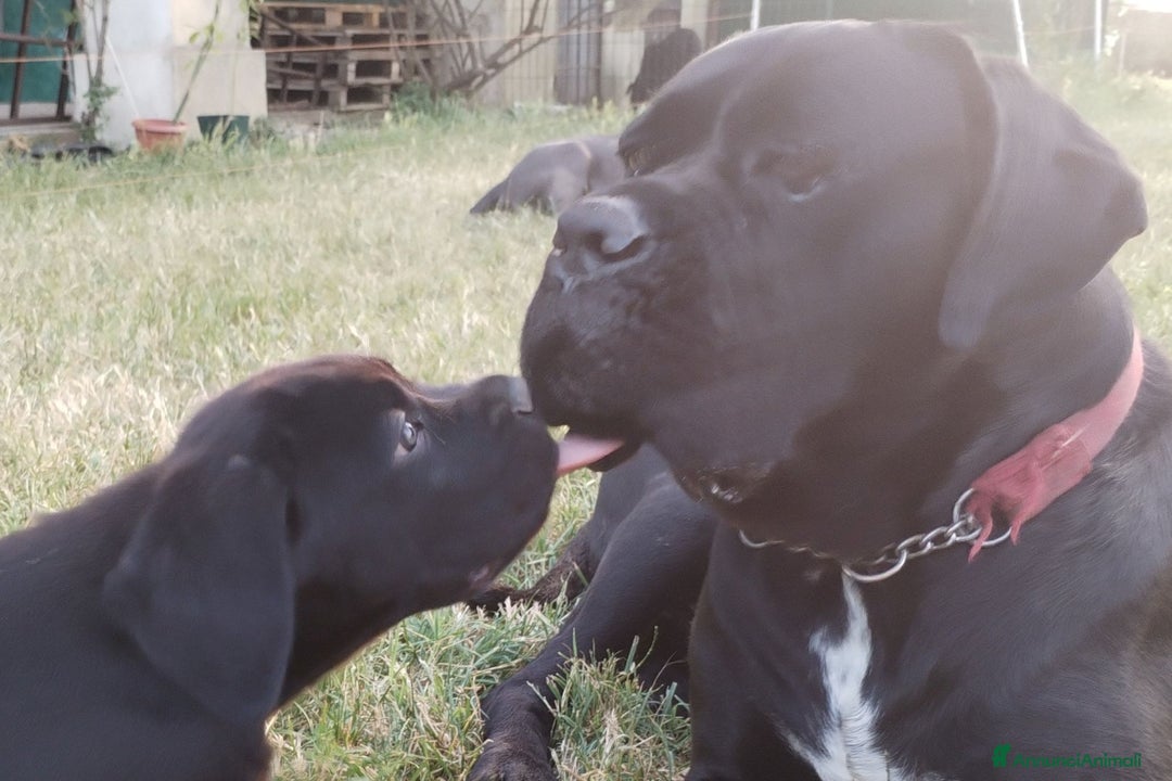 Cane Corso cani in vendita: Cuccioli maschi Cane Corso  a Città Metropolitana di Bologna - Immagine 5