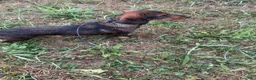 Bassotto cani in vendita: Bassotto tedesco a pelo forte a Provincia di Cuneo - Annuncio 4