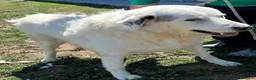Pastore Abbruzzese Maremmano cani in regalo: Leon il gigante buono  - Annuncio 4