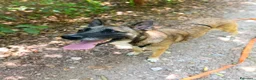 Meticcio cani in regalo: Kira, simil Malinois compagna di giochi ideale - Annuncio 6