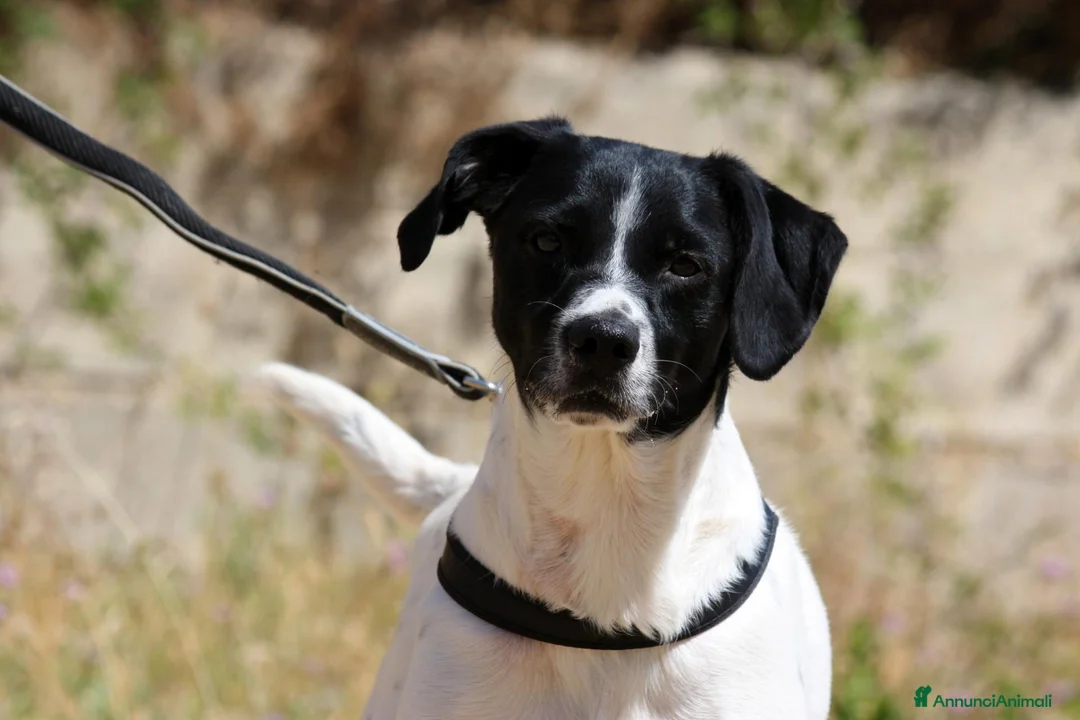 Meticcio cani in regalo: Pedro in adozione - Annuncio 1