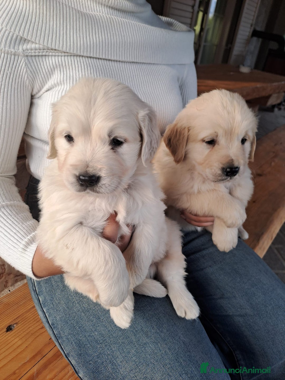 Golden Retriever cani in vendita: Golden retriever - Annuncio 14