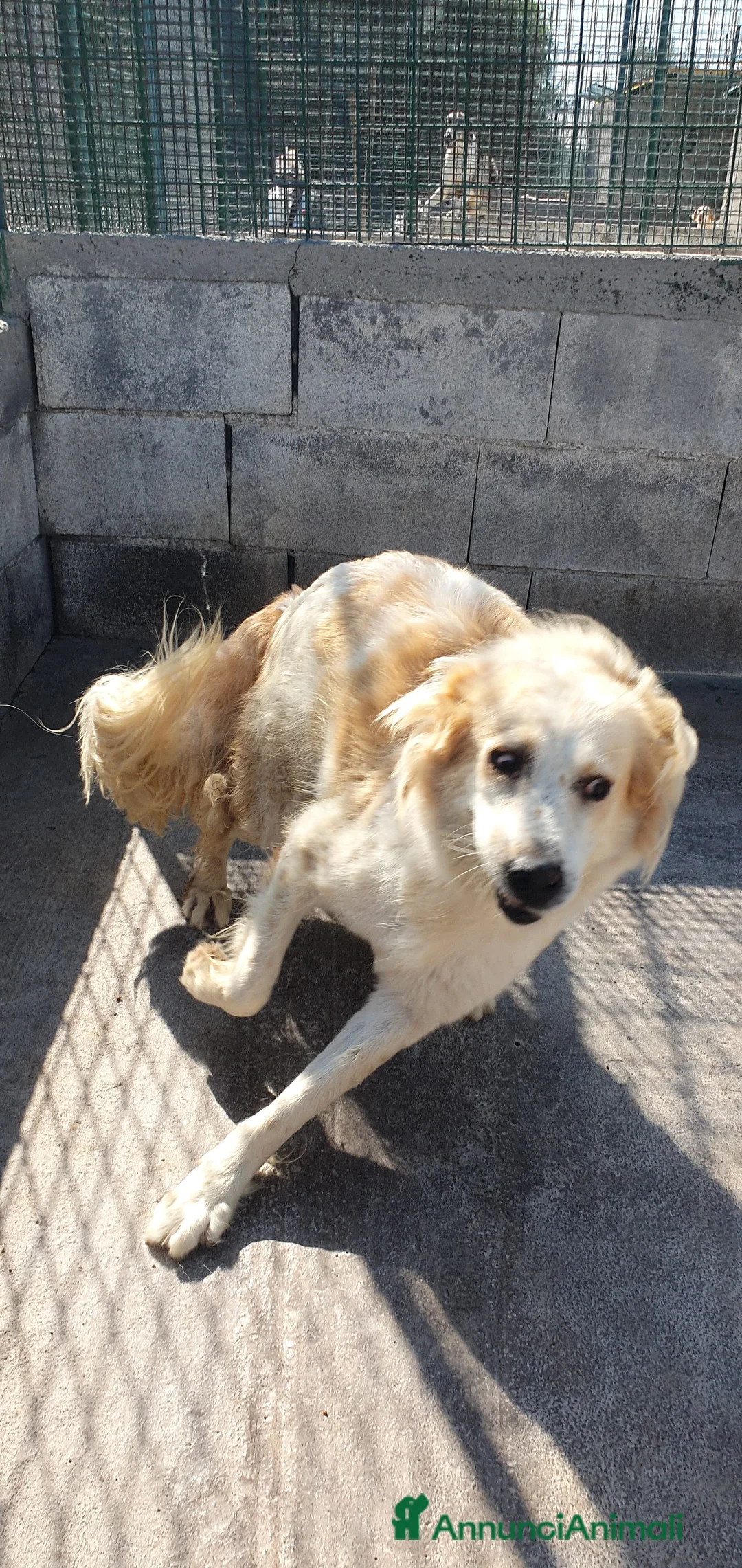 Meticcio cani in regalo: Igor Golden Retriever Meticcio in Canile - Annuncio 5