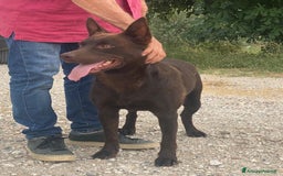 Australian Kelpie cani in vendita: Cuccioli di Australian Kelpie a Provincia di Teramo - Immagine 7