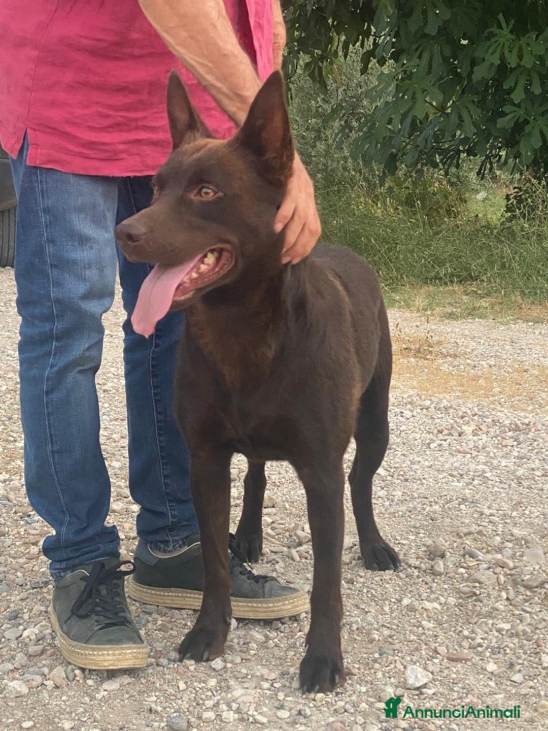 Australian Kelpie cani in vendita: Cuccioli di Australian Kelpie a Provincia di Teramo - Immagine 7