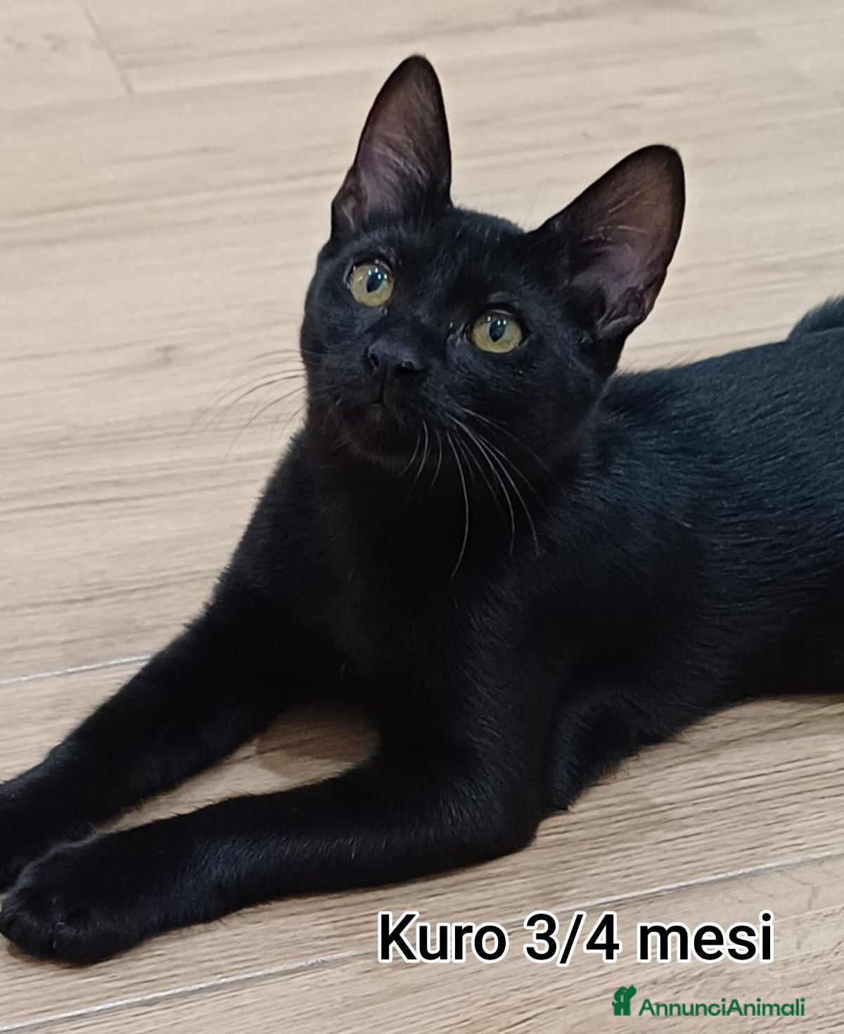 Altre razze gatti ADOTTA UN GATTINO - Annuncio 8